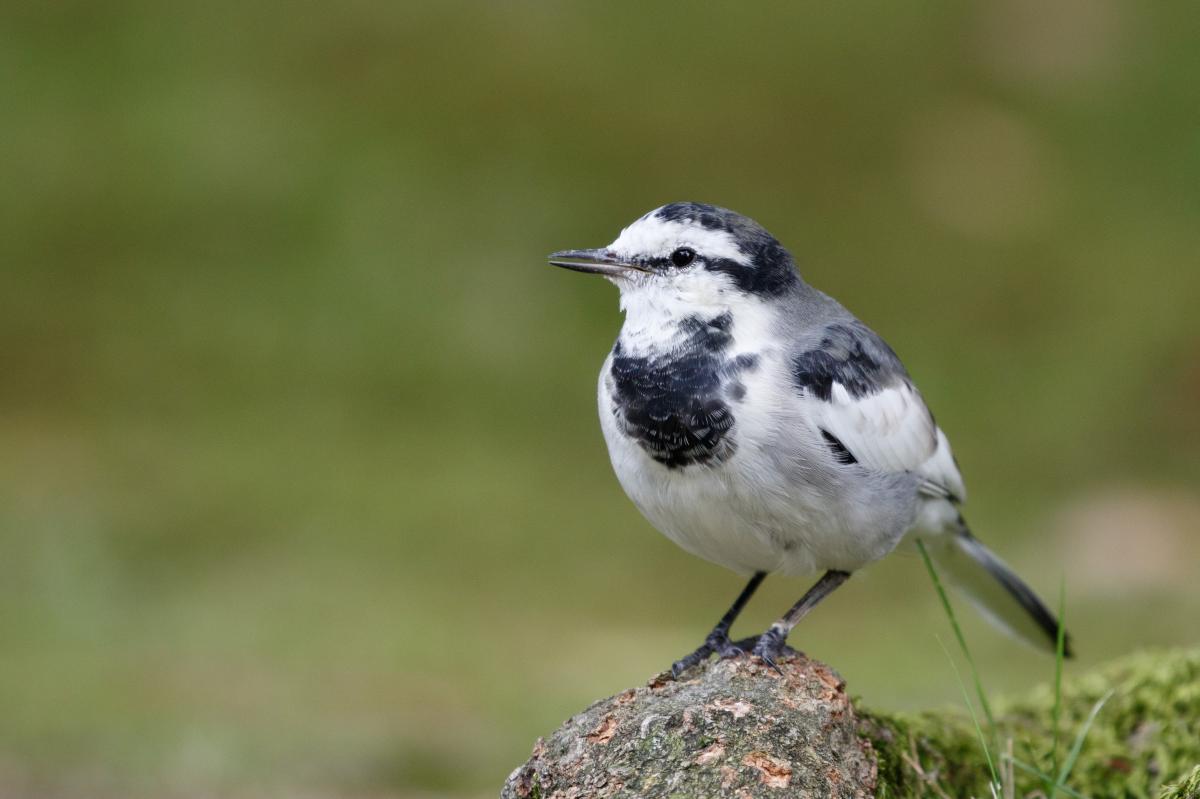 White Wagtail (Motacilla alba)