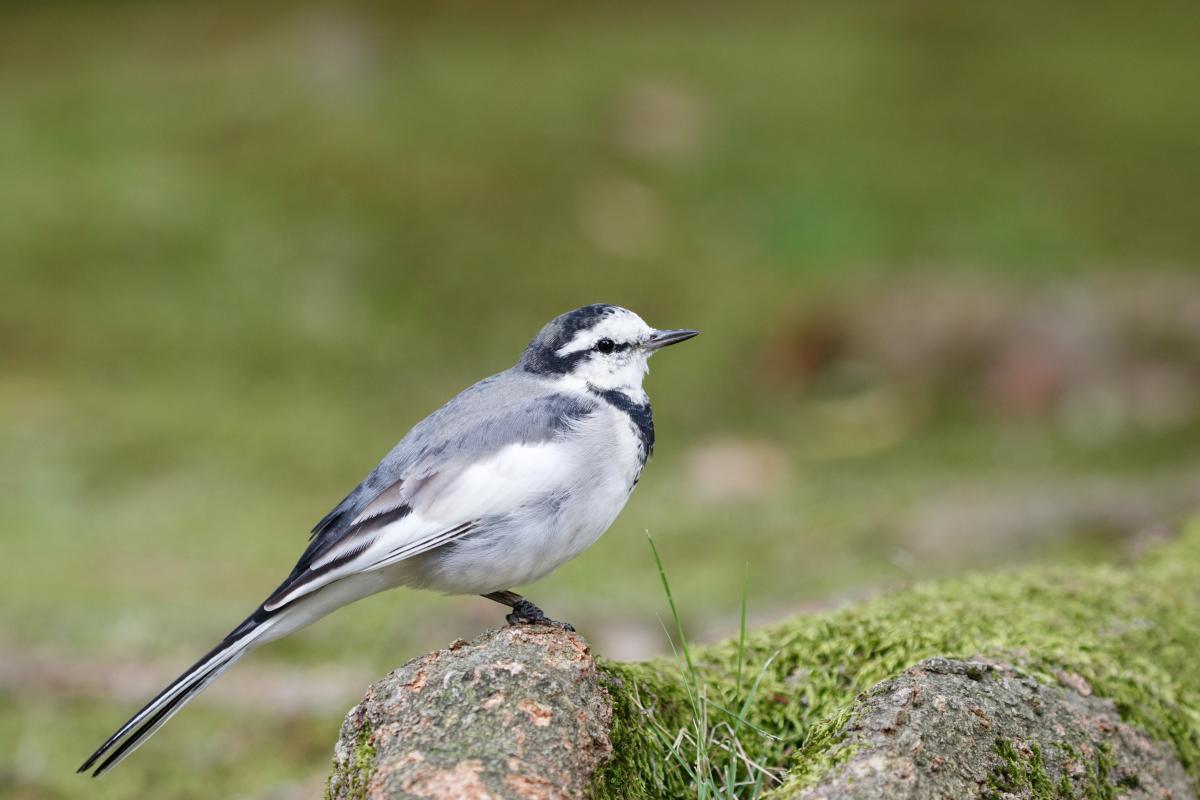 White Wagtail (Motacilla alba)