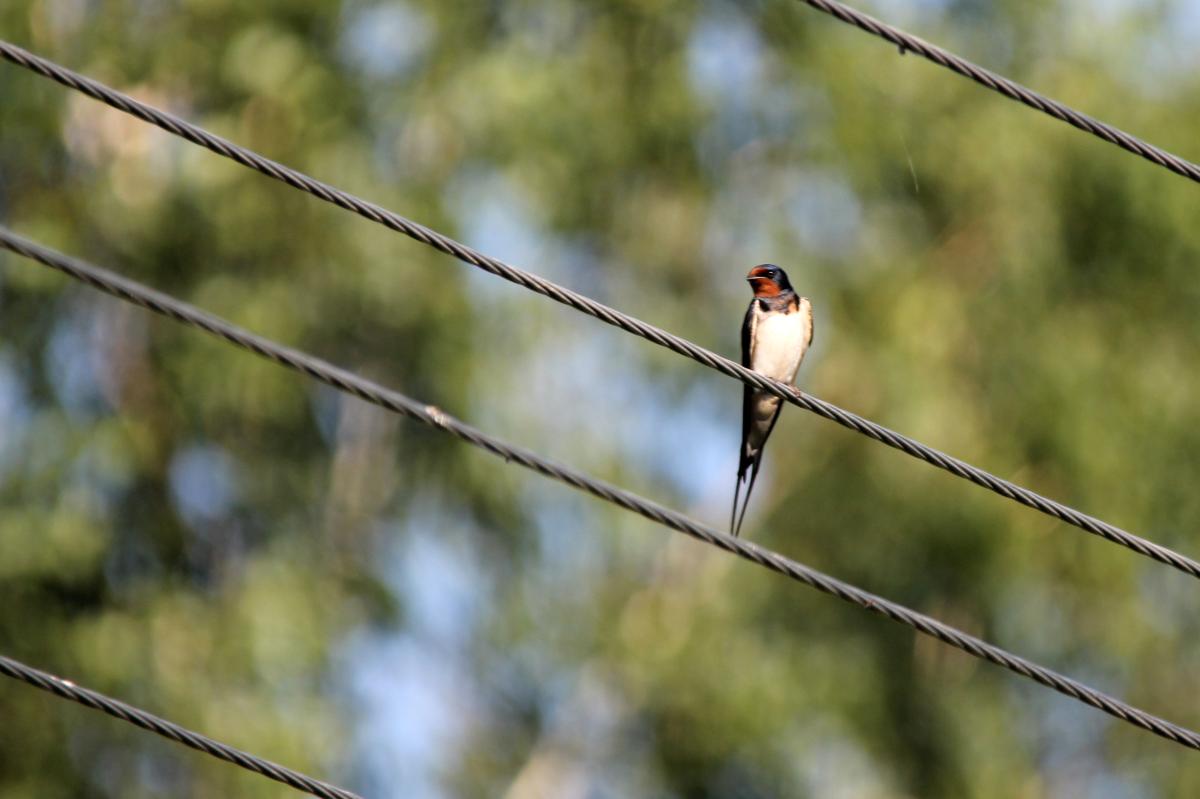 Barn Swallow (Hirundo rustica)