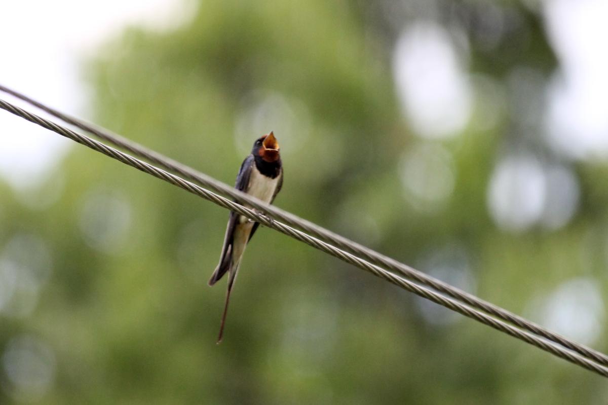 Barn Swallow (Hirundo rustica)