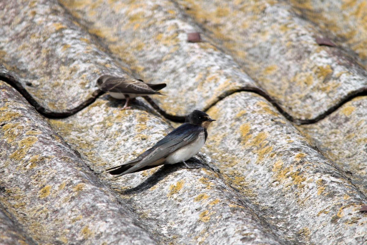 Barn Swallow (Hirundo rustica)