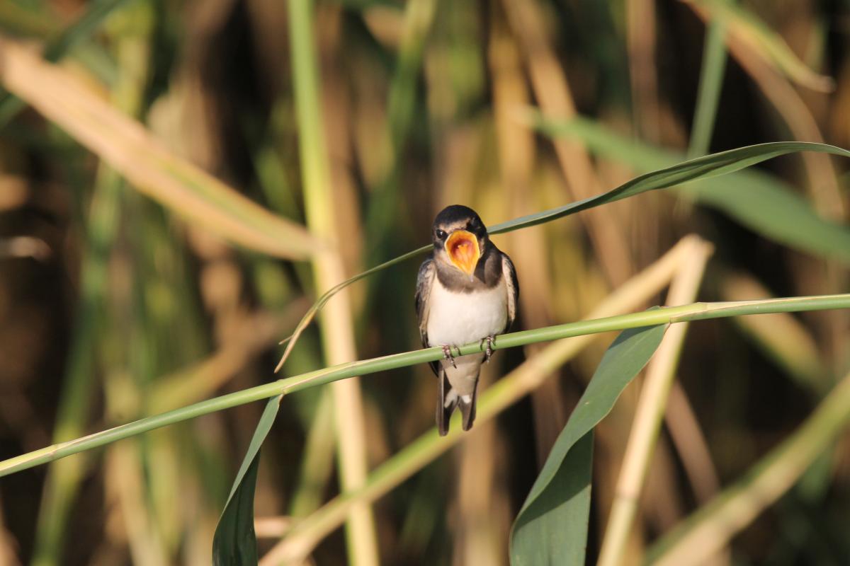 Barn Swallow (Hirundo rustica)