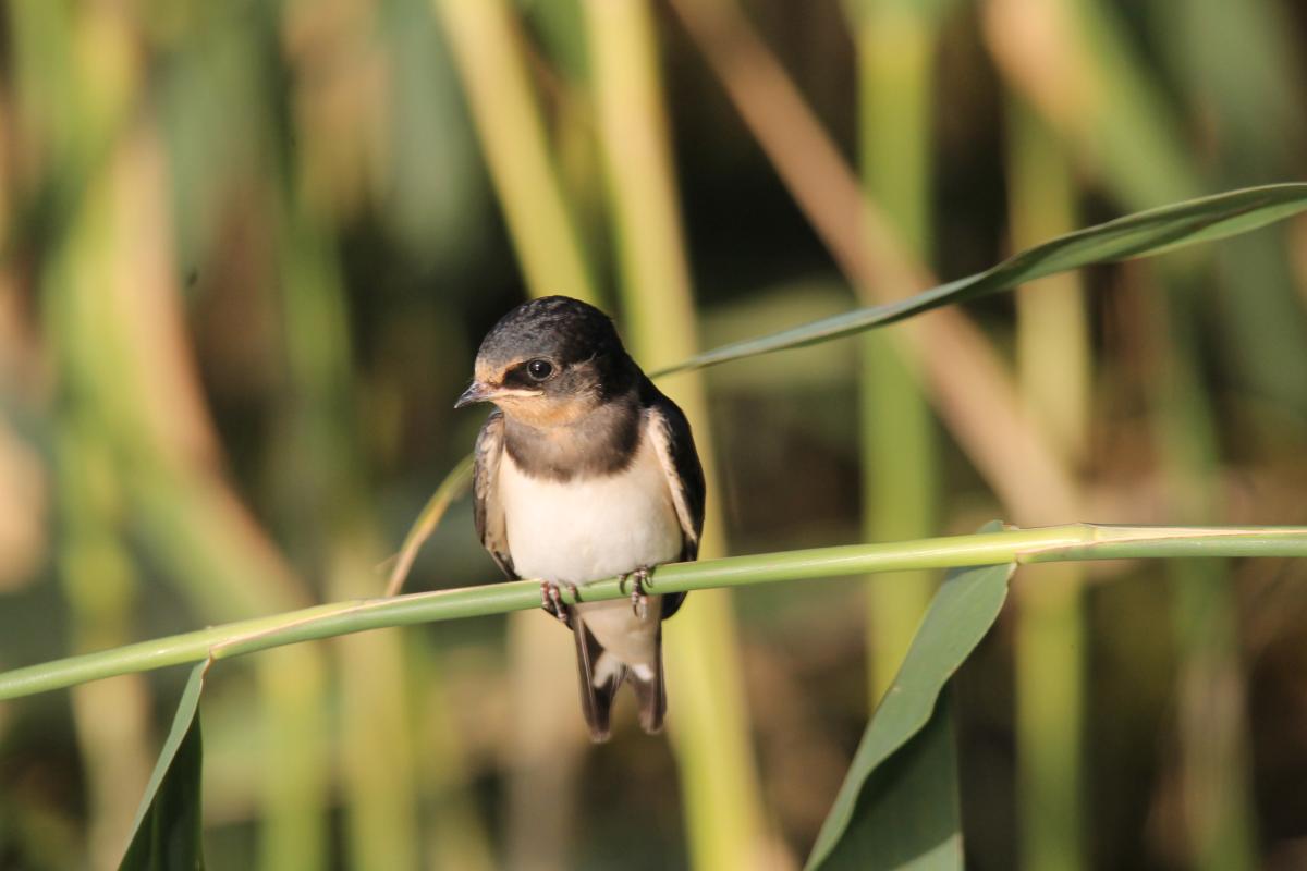 Barn Swallow (Hirundo rustica)