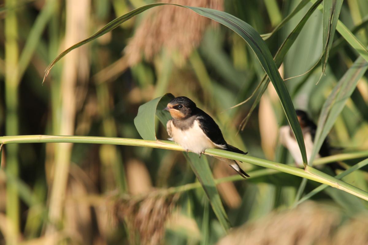 Barn Swallow (Hirundo rustica)