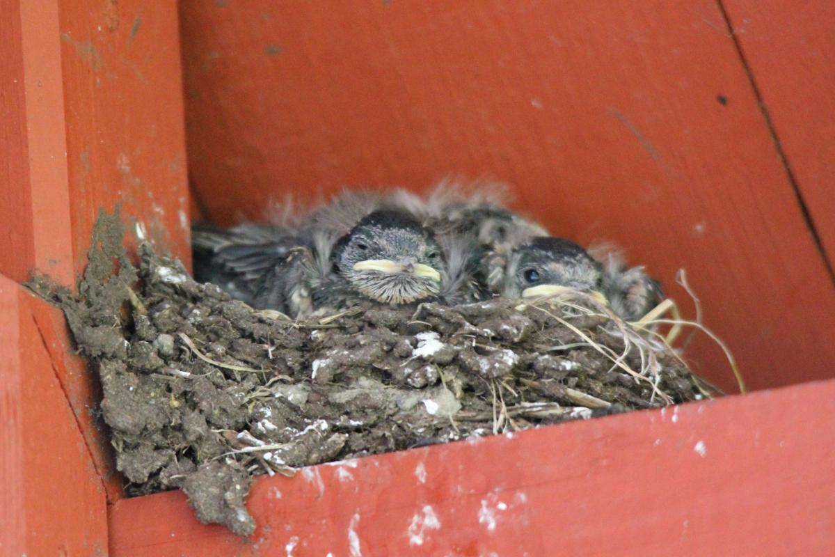 Barn Swallow (Hirundo rustica)