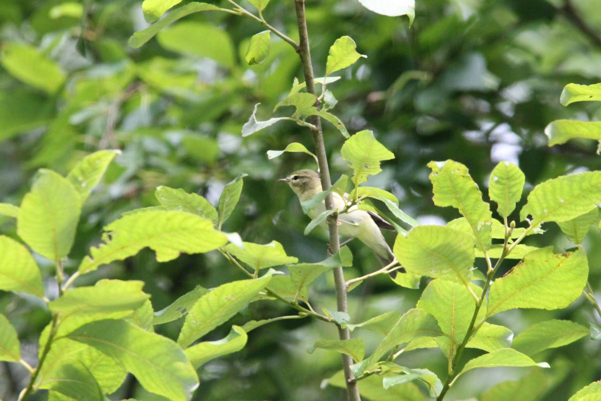 Common chiffchaff (Phylloscopus collybita)