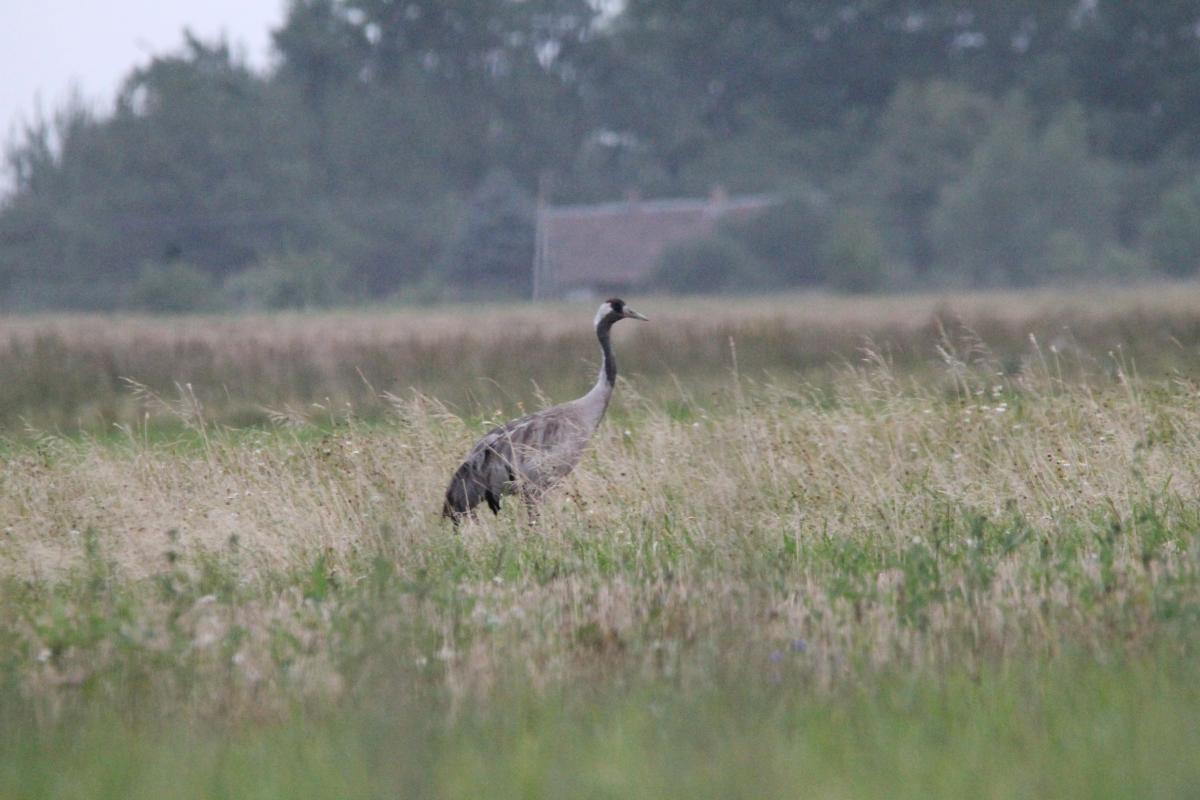 Common Crane (Grus grus)