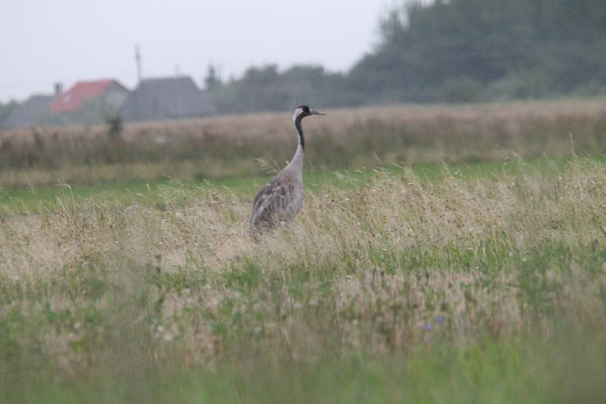 Common Crane (Grus grus)