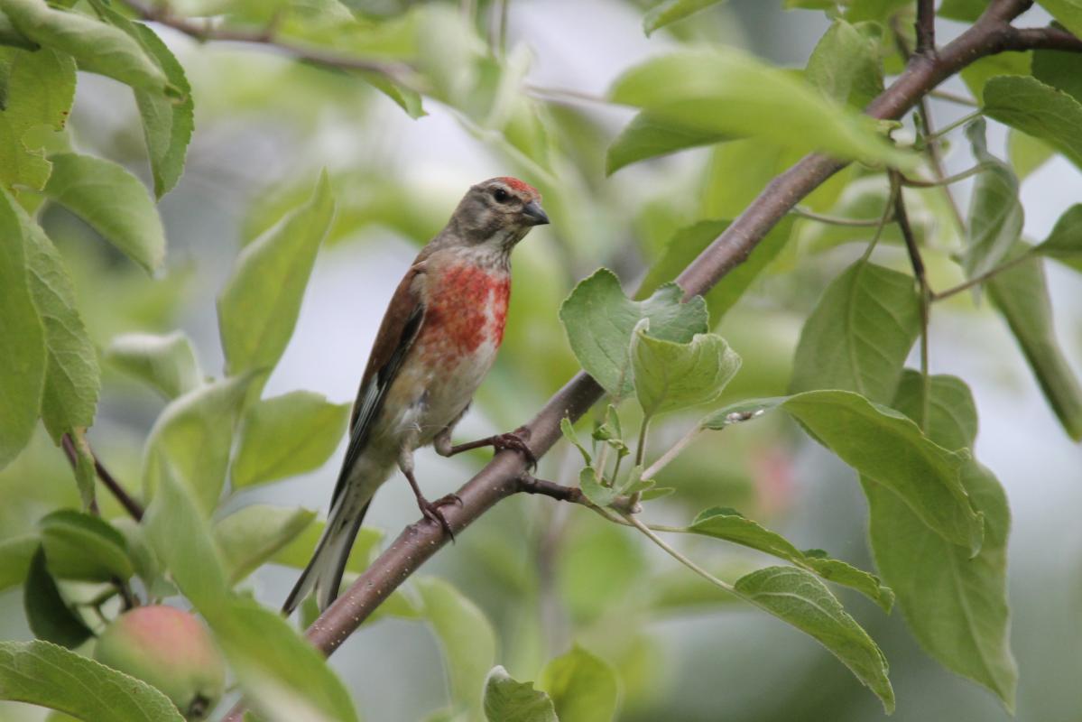 Common Linnet (Carduelis cannabina)