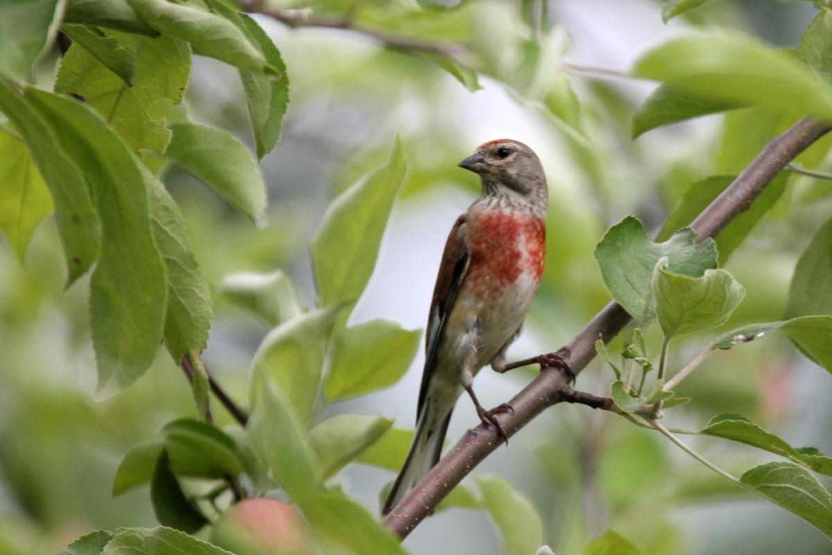 Common Linnet (Carduelis cannabina)