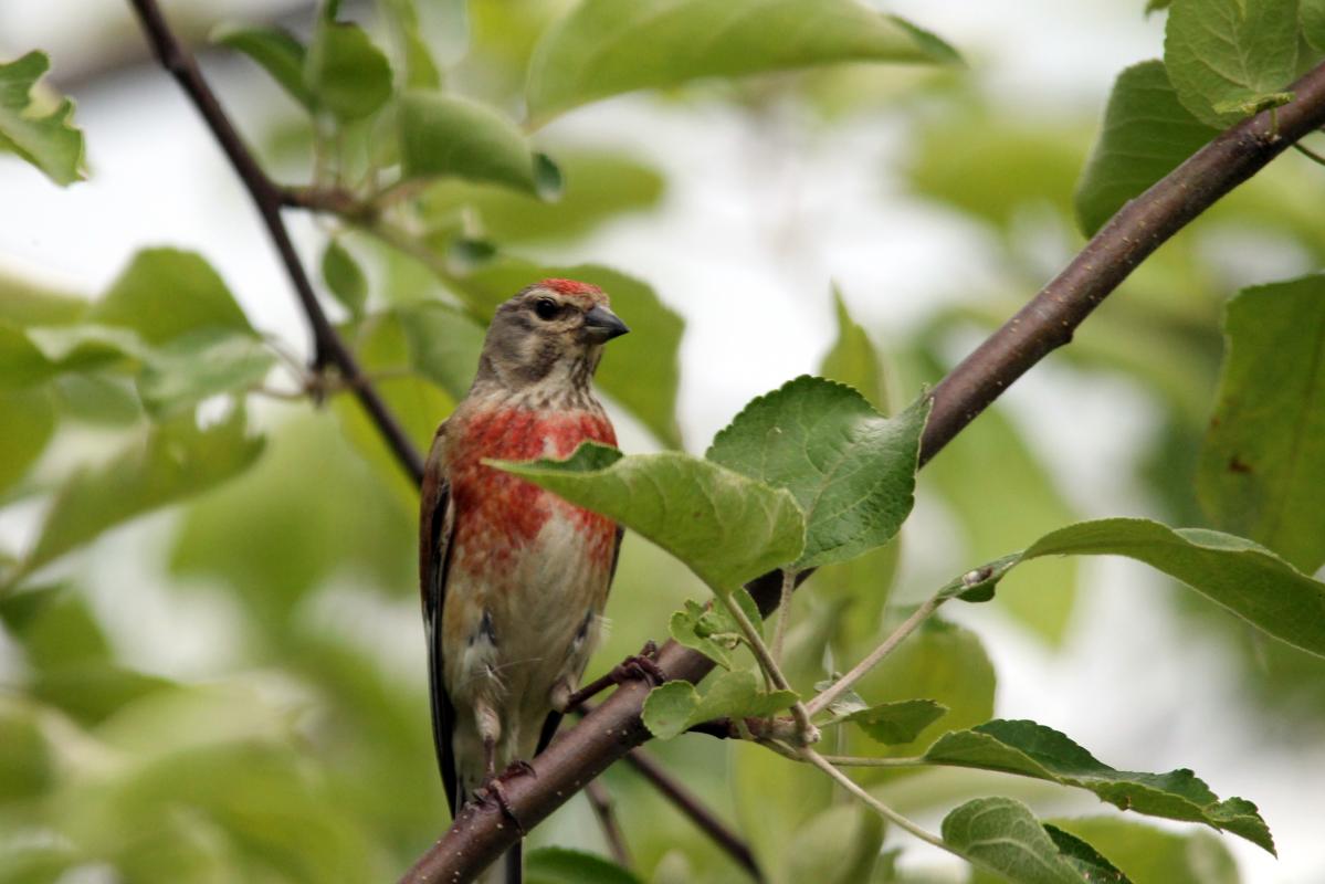 Common Linnet (Carduelis cannabina)