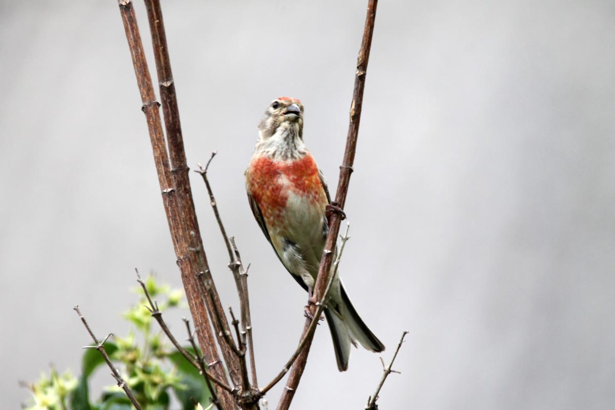 Common Linnet (Carduelis cannabina)