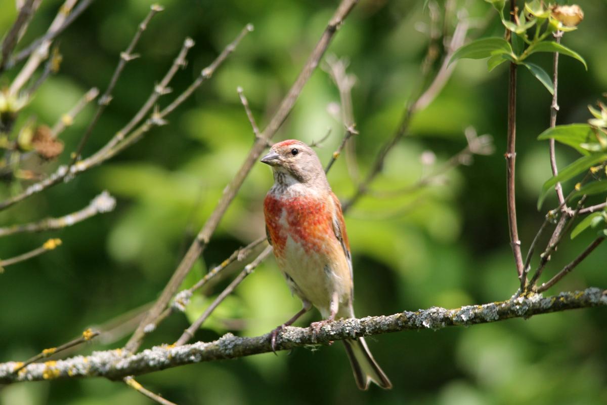 Common Linnet (Carduelis cannabina)