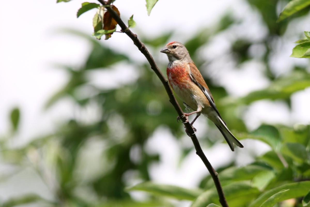 Common Linnet (Carduelis cannabina)