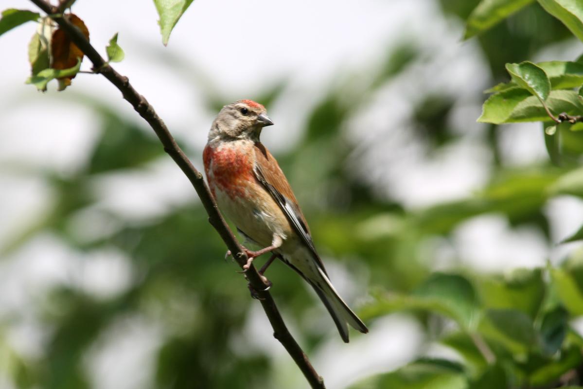 Common Linnet (Carduelis cannabina)