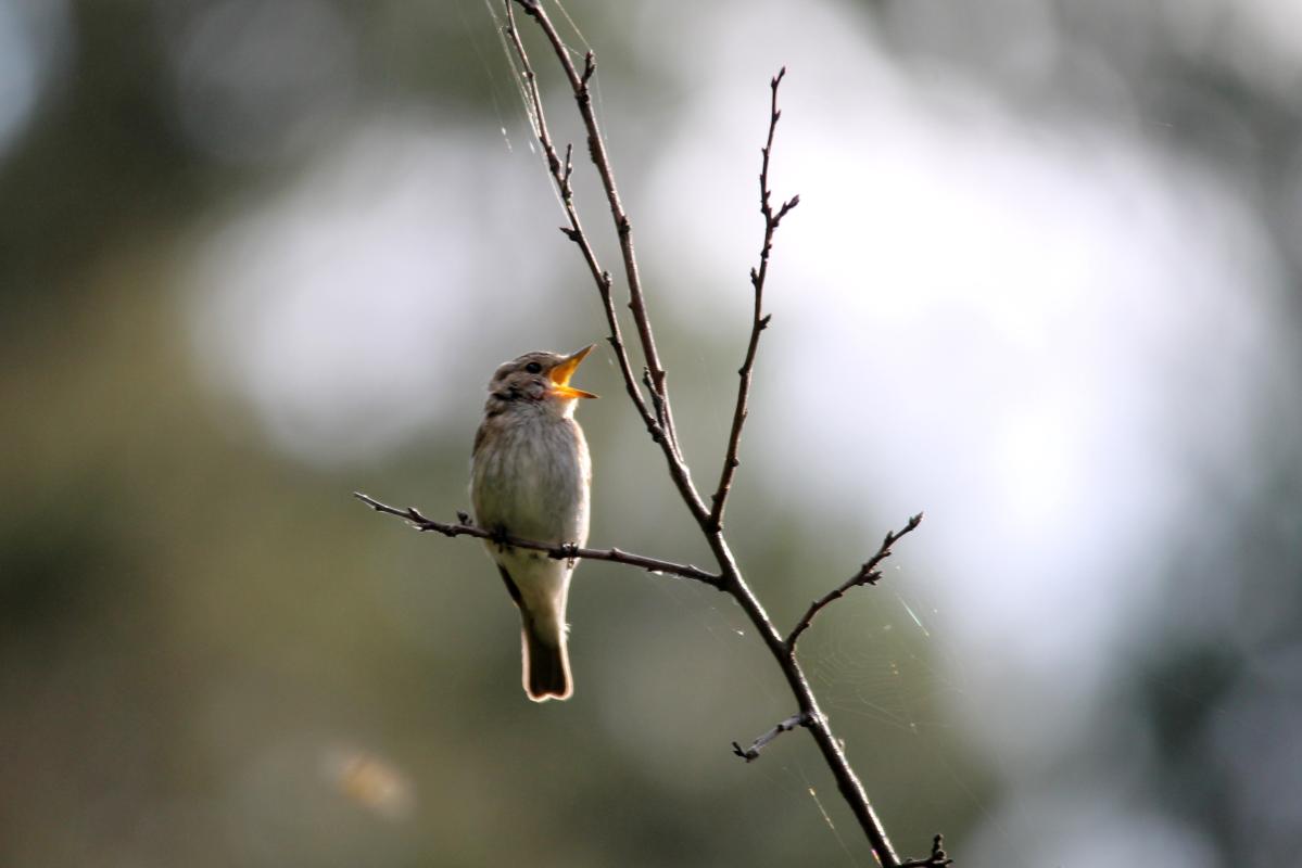 Common Redstart (Phoenicurus phoenicurus)