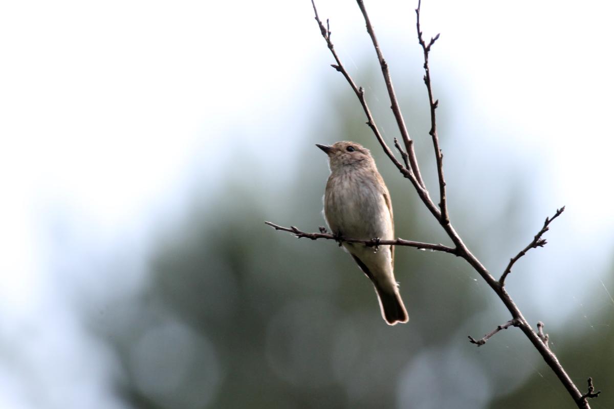 Common Redstart (Phoenicurus phoenicurus)