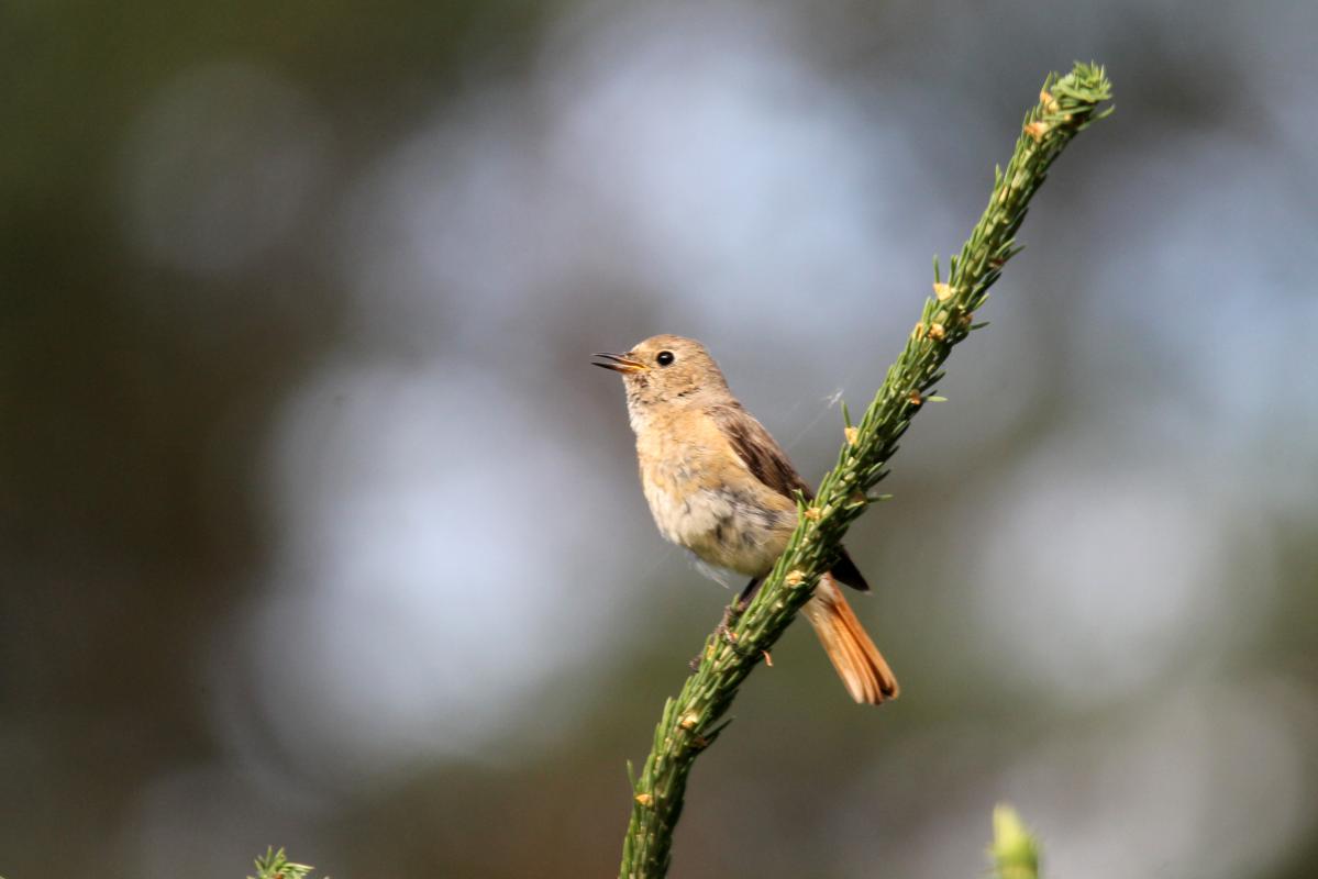 Common Redstart (Phoenicurus phoenicurus)