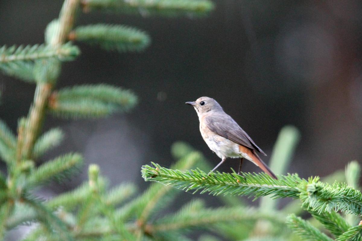 Common Redstart (Phoenicurus phoenicurus)