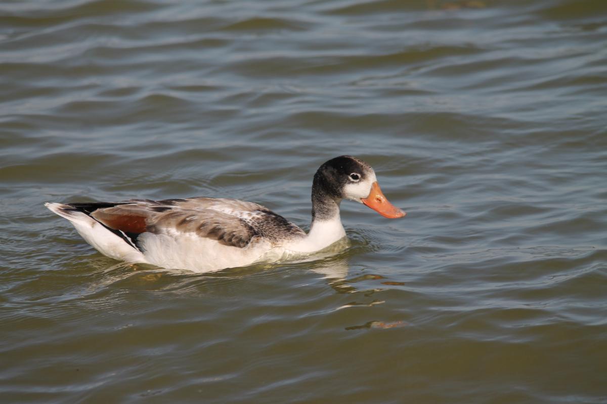 Common Shelduck (Tadorna tadorna)