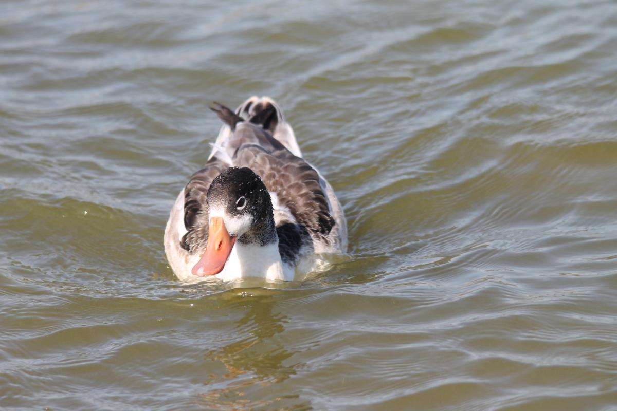 Common Shelduck (Tadorna tadorna)