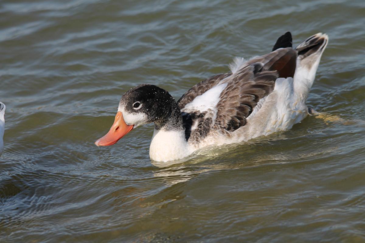 Common Shelduck (Tadorna tadorna)