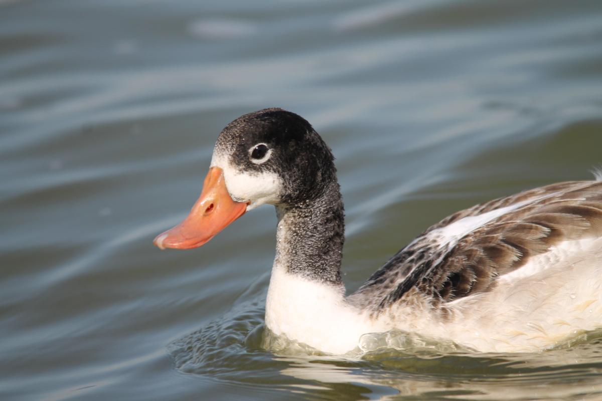 Common Shelduck (Tadorna tadorna)