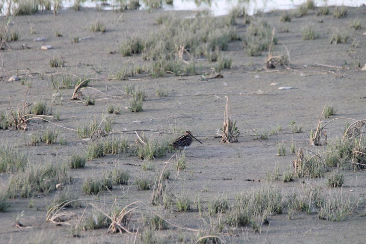 Common Snipe (Gallinago gallinago)