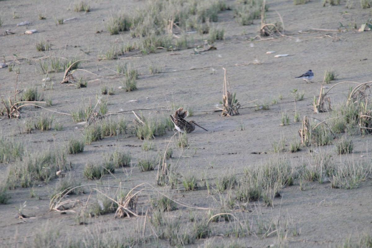 Common Snipe (Gallinago gallinago)