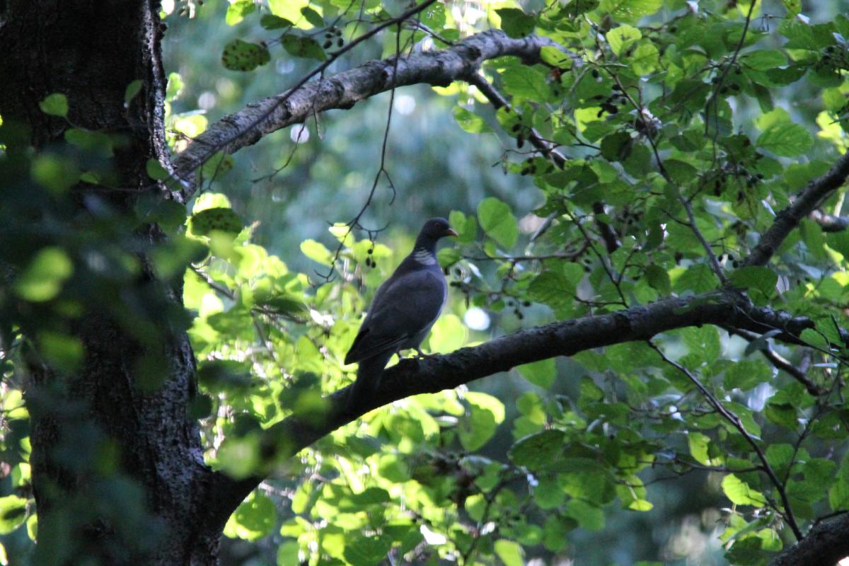 Common Wood Pigeon (Columba palumbus)