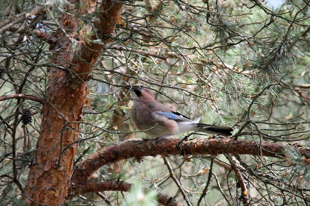 Eurasian Jay (Garrulus glandarius)