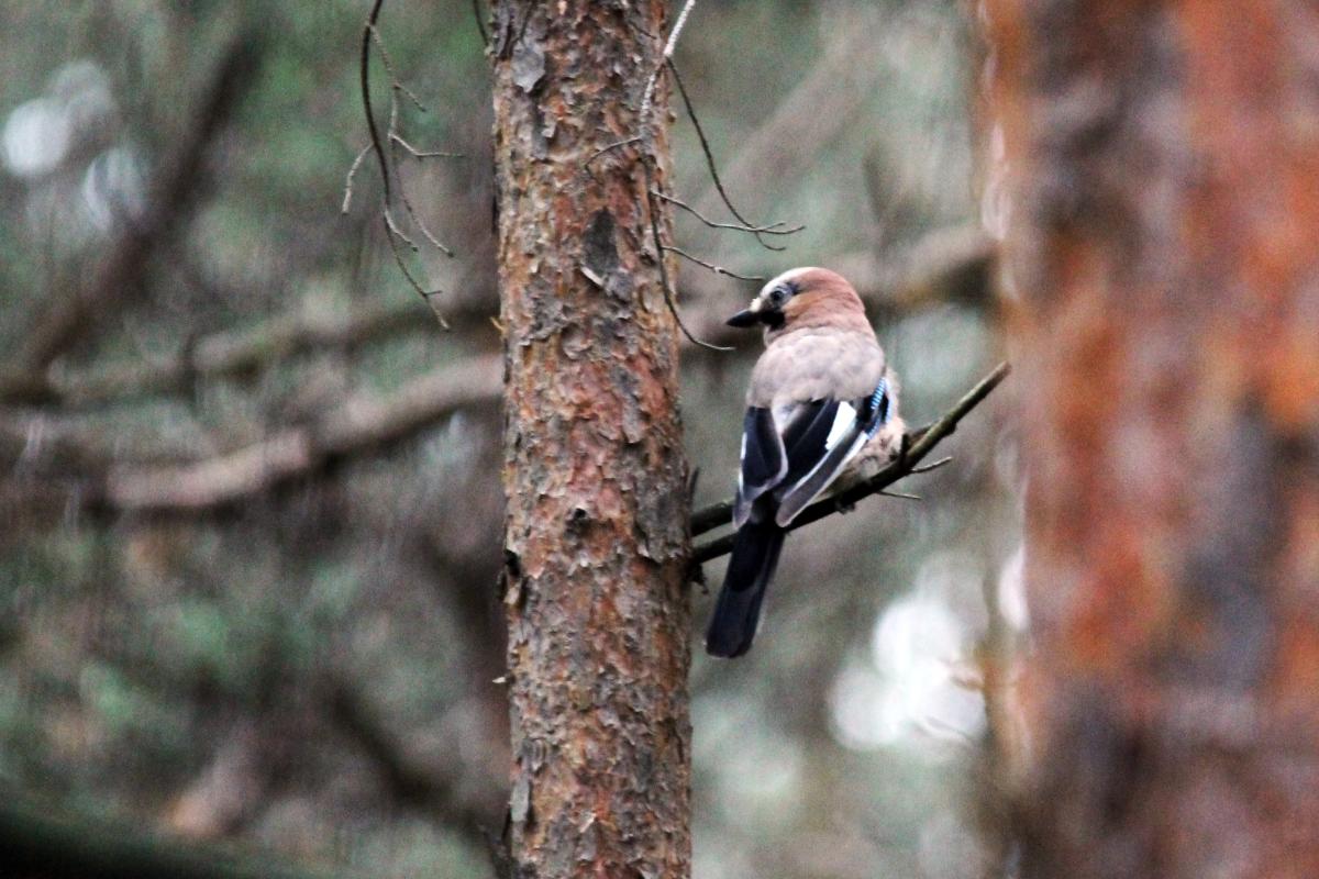 Eurasian Jay (Garrulus glandarius)