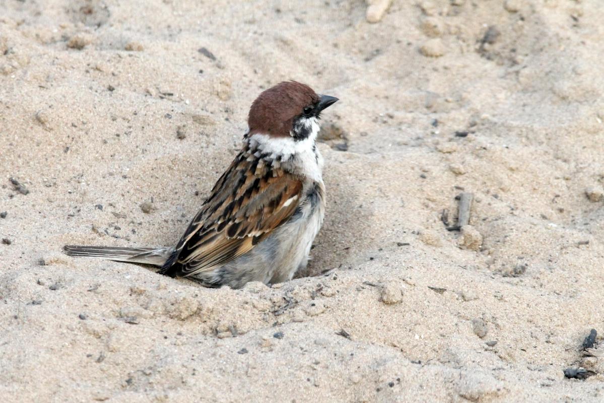 Eurasian Tree Sparrow (Passer montanus)