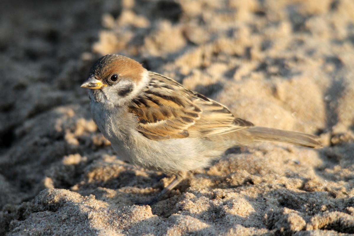 Eurasian Tree Sparrow (Passer montanus)