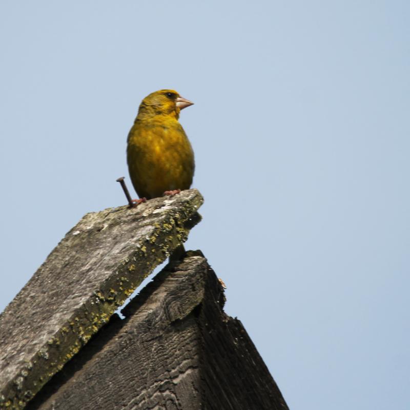 European Greenfinch (Carduelis chloris)