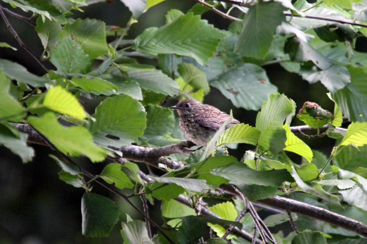 European Robin (Erithacus rubecula)