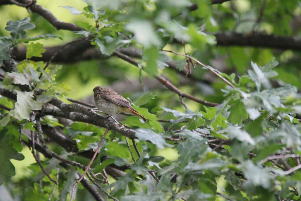 European Robin (Erithacus rubecula)