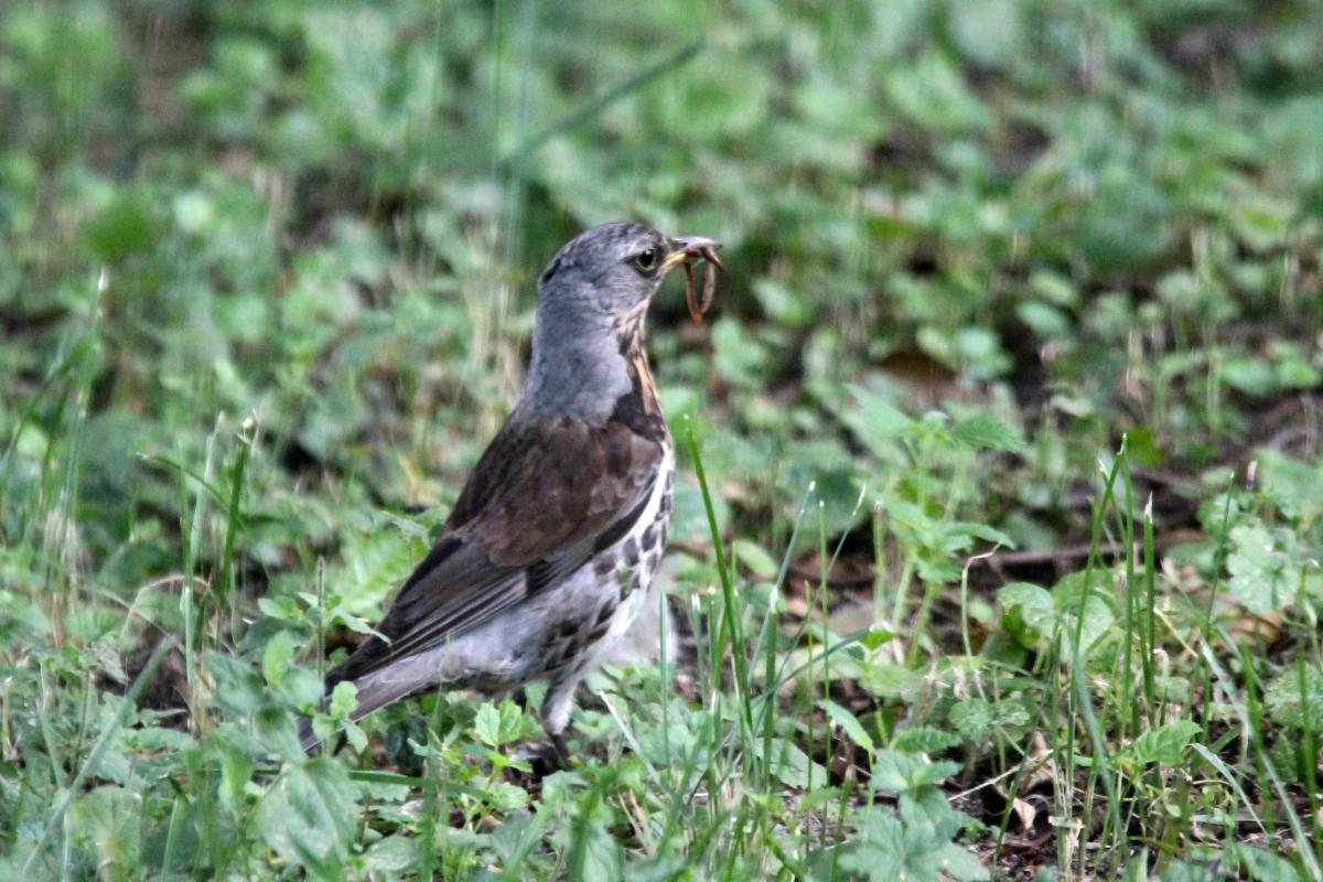 Fieldfare (Turdus pilaris)