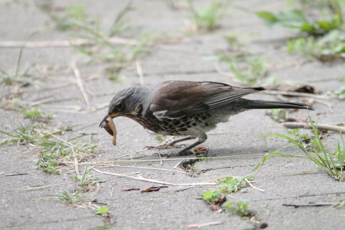 Fieldfare (Turdus pilaris)