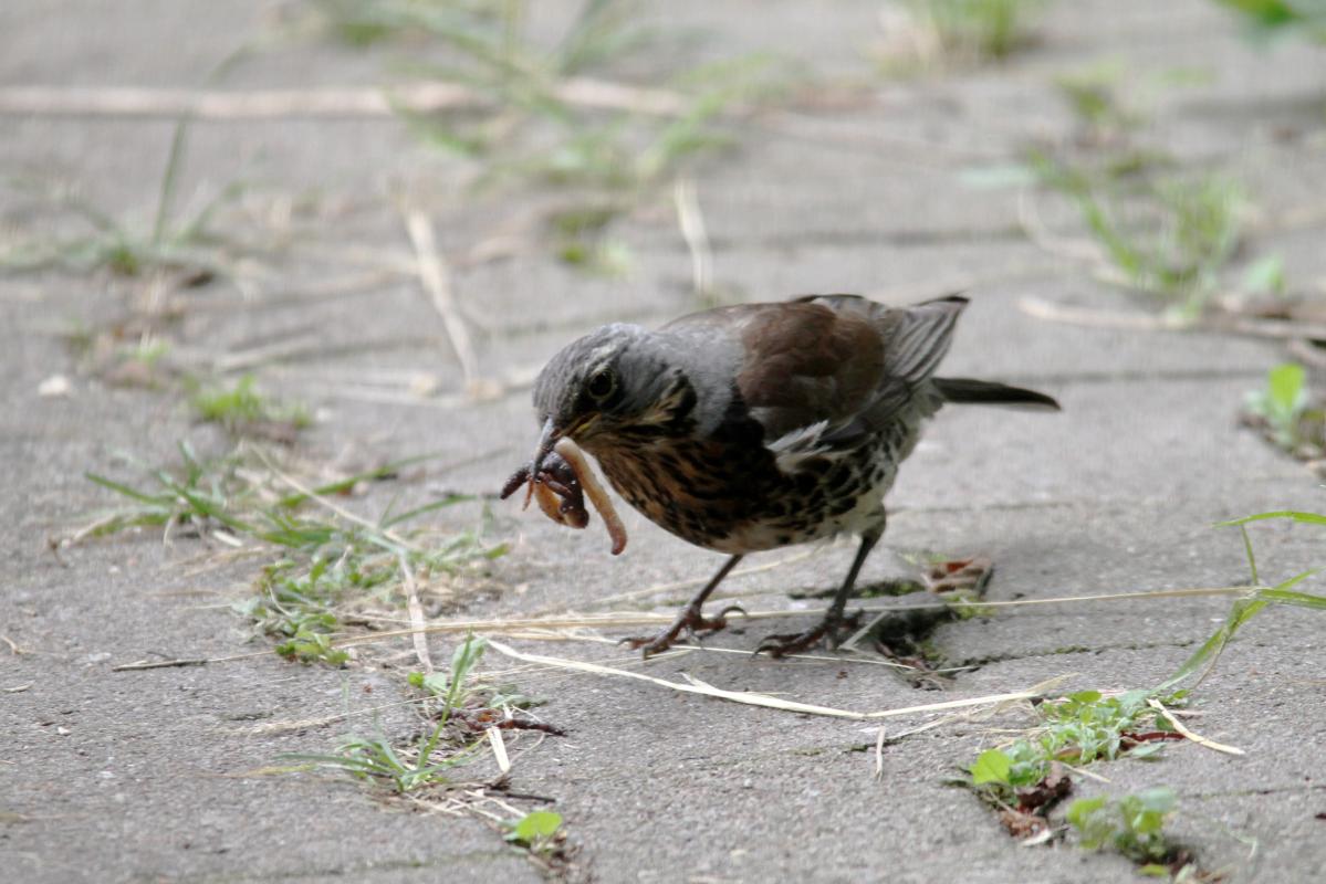 Fieldfare (Turdus pilaris)