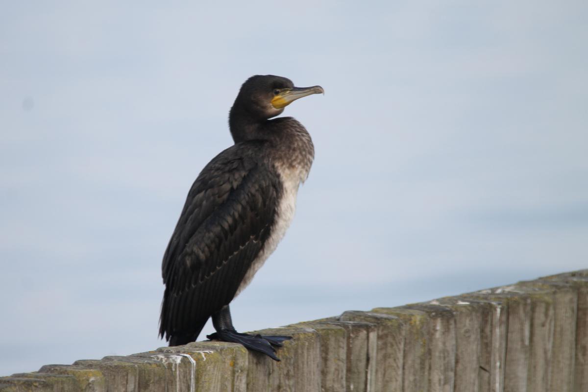 Great Cormorant (Phalacrocorax carbo)