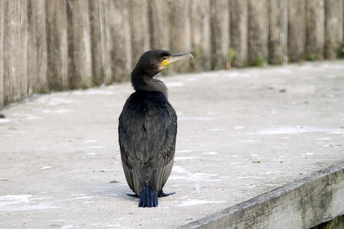 Great Cormorant (Phalacrocorax carbo)