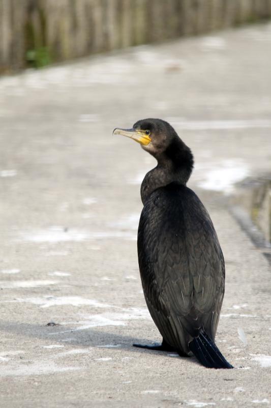 Great Cormorant (Phalacrocorax carbo)