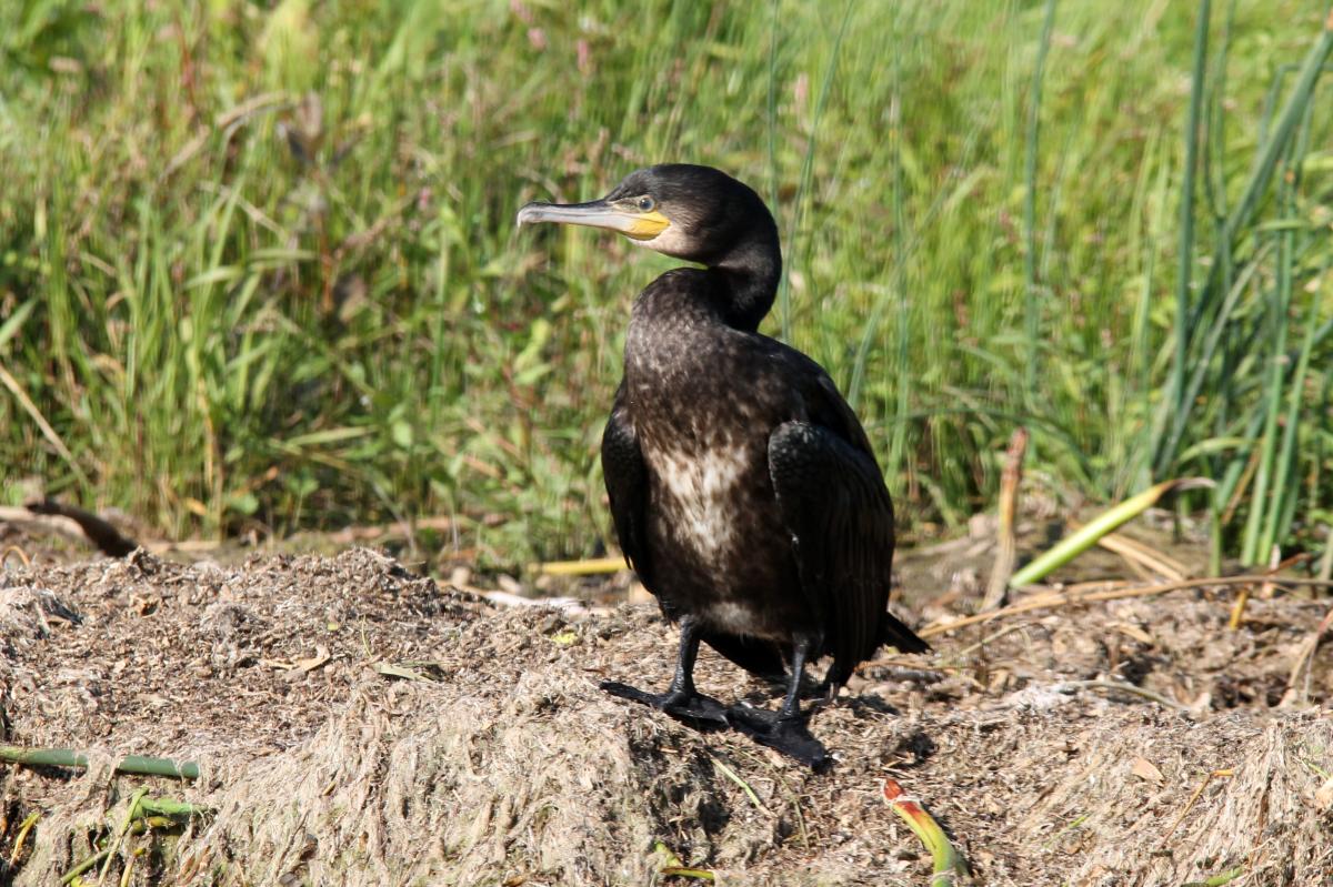 Great Cormorant (Phalacrocorax carbo)