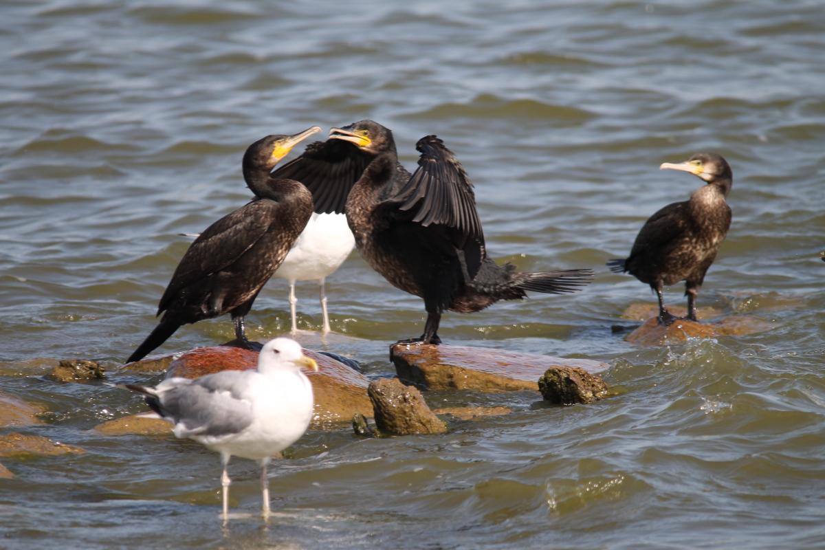 Great Cormorant (Phalacrocorax carbo)