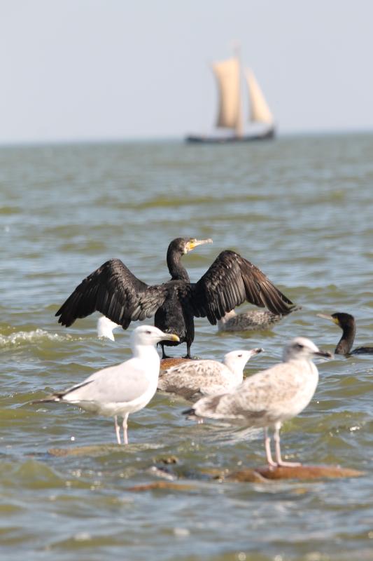 Great Cormorant (Phalacrocorax carbo)