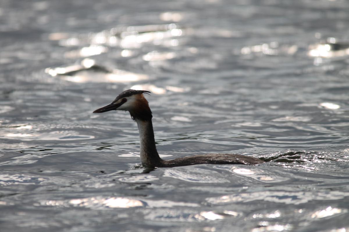 Great Crested Grebe (Podiceps cristatus)