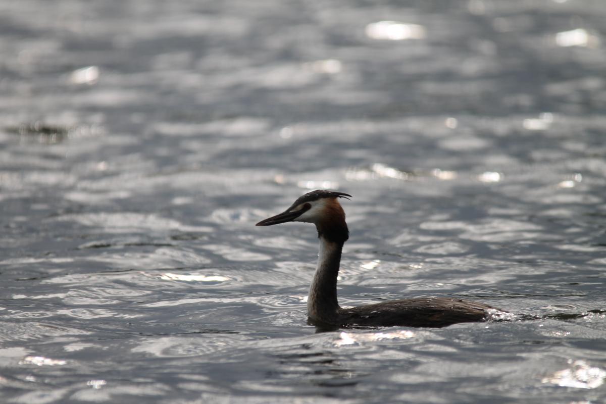 Great Crested Grebe (Podiceps cristatus)