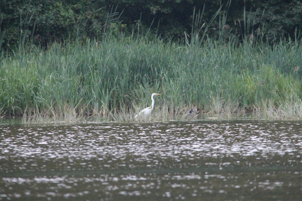 Great Egret (Ardea alba)