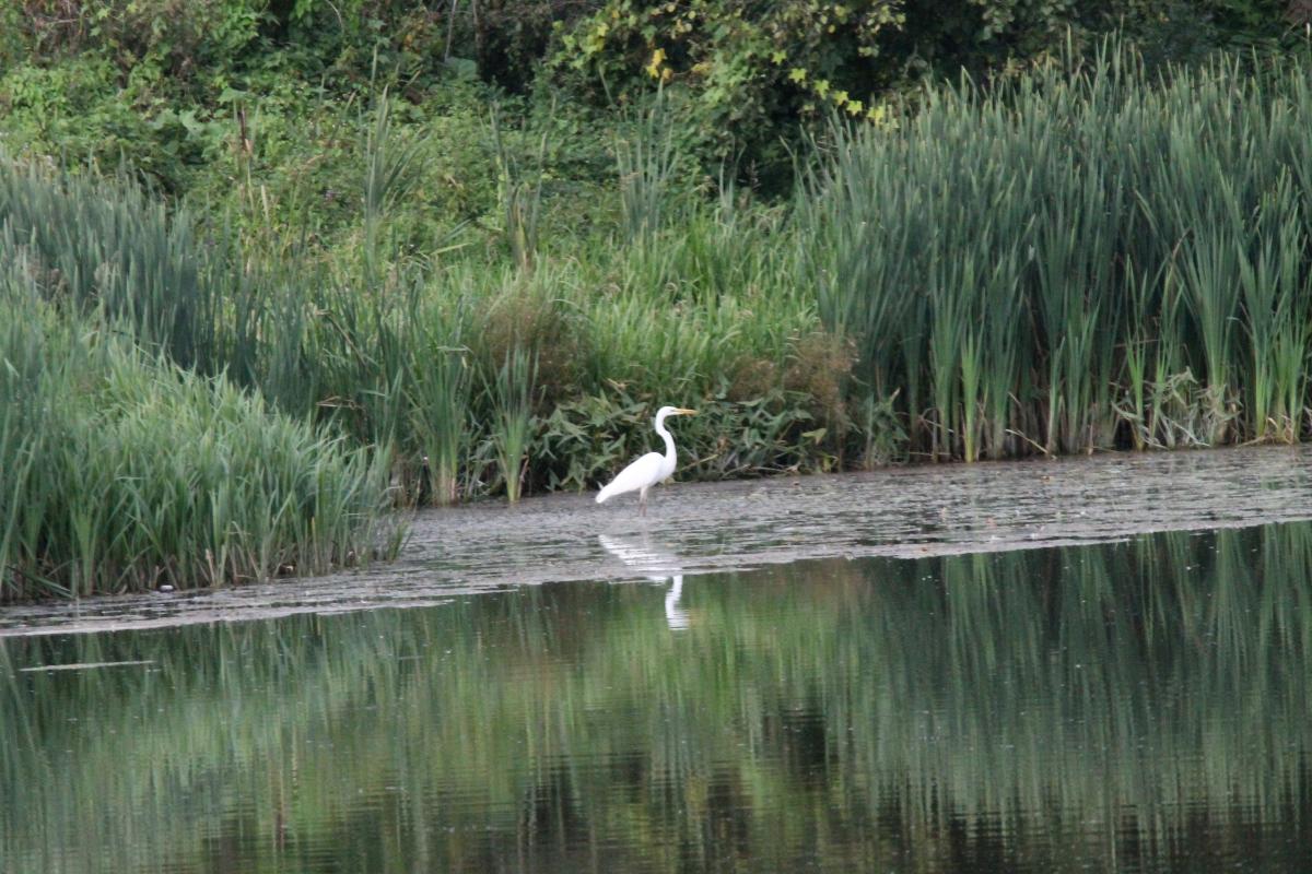 Great Egret (Ardea alba)